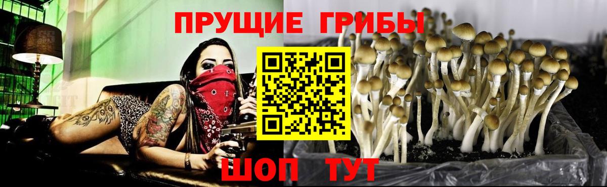 Псилоцибиновые грибы Psilocybine cubensis  Вход с VPN  Зерноград 